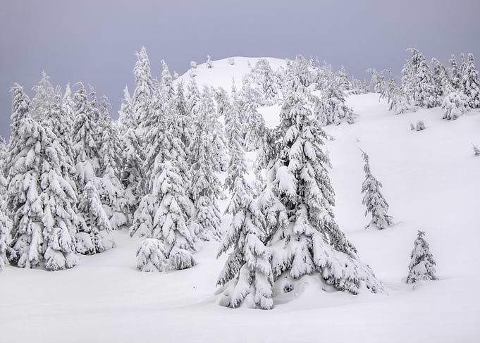 Snow covered trees