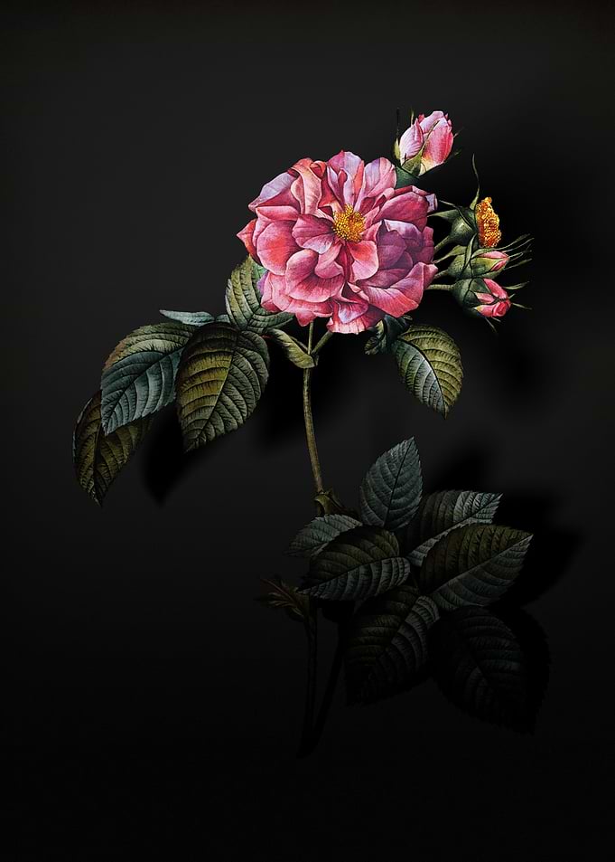 Shadowy Francfort Rose