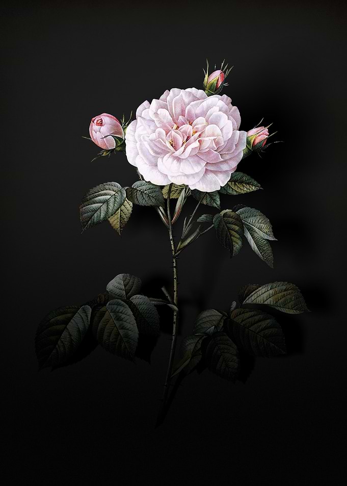 Shadowy Rose Alba