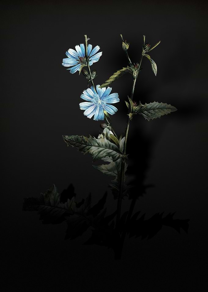 Shadowy Chicory Plant