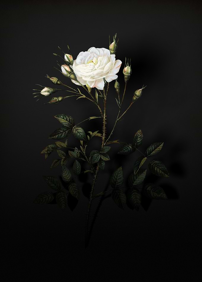 Shadowy Rose of Rosenberg