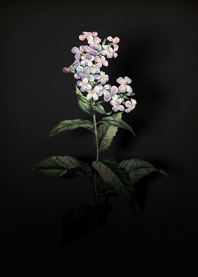 Shadowy Gillyflower