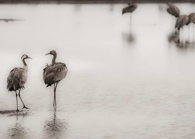 Israel Hula Valley cranes