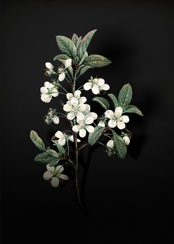 Shadowy Plum