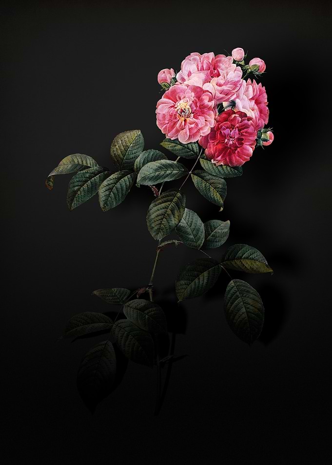 Shadowy Seven Sisters Rose