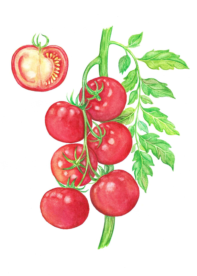 Fresh tomatoes