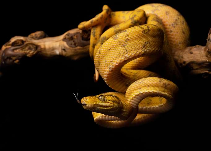 Flicker (Amazon tree boa)