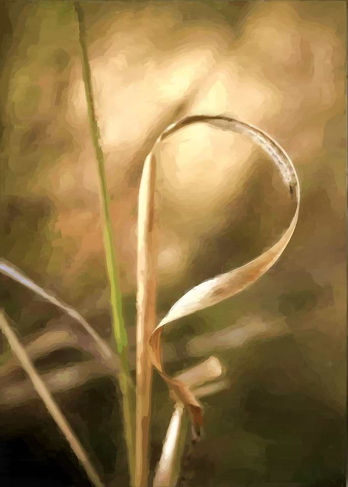 Grass Curl