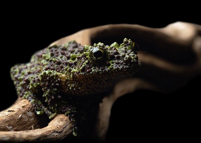 Ready (Mossy frog)
