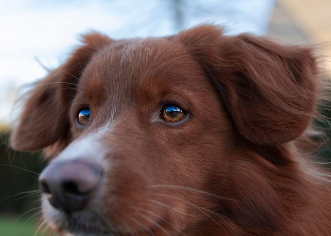 Life Reflected in dogs eye