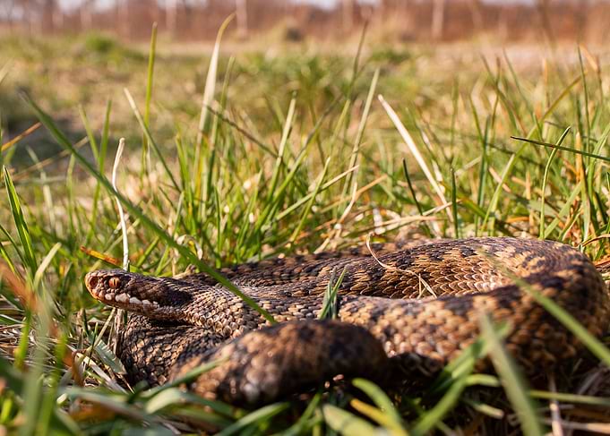 Sunning (Common adder)