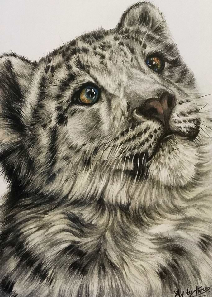 Snow Leopard Cub