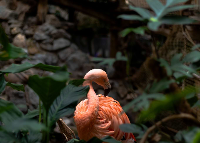 Mysterious flamingo B