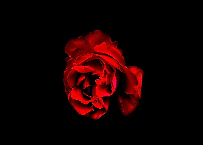 The Third Rose
