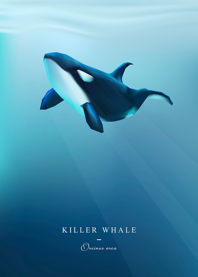 Orca