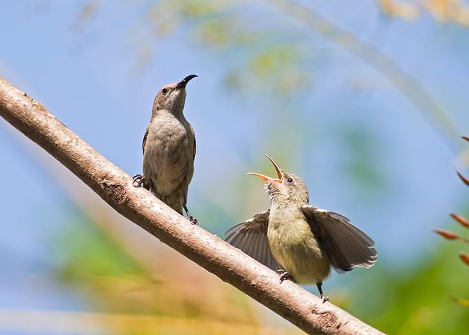 Female Palestine Sunbird
