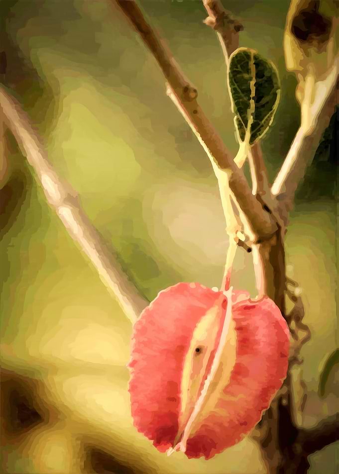 Orange Seed Pod