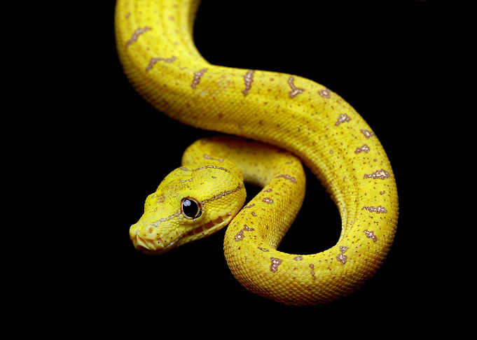 Timid (Green tree python)