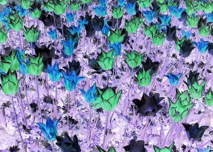 Tulips