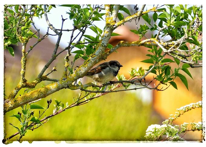 Sparrow