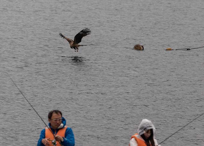 Hakone Black Kite