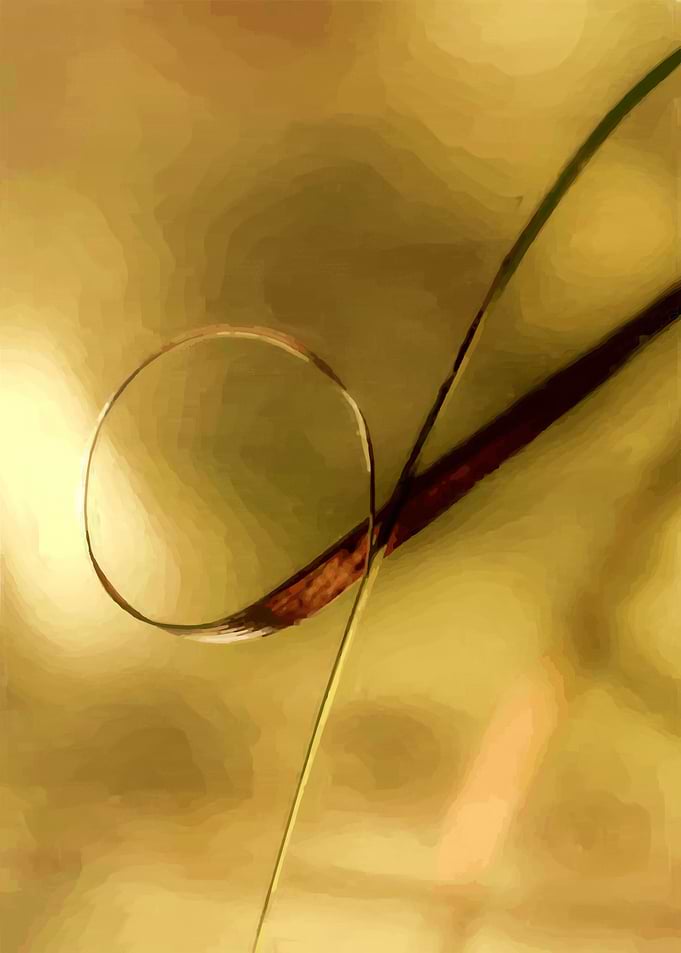 Grass Black and Gold