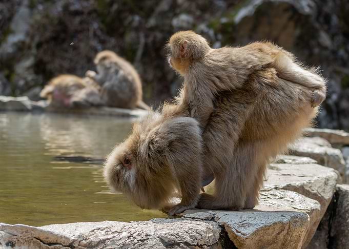 Snow Monkey Baby and Mum
