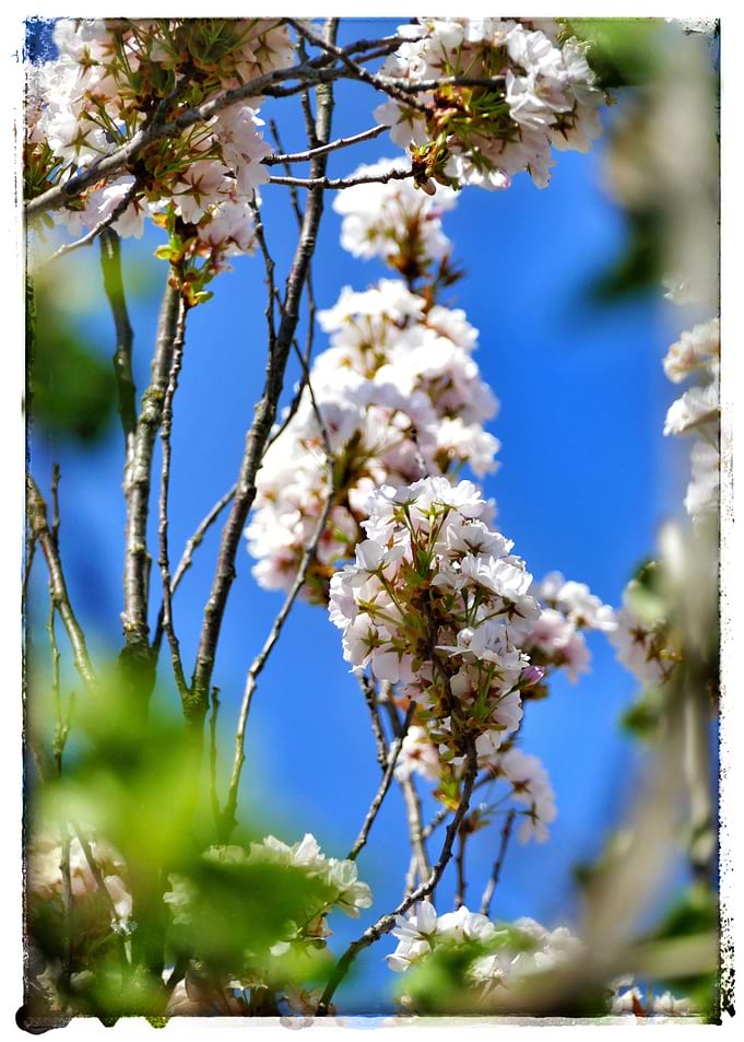 Blossoms