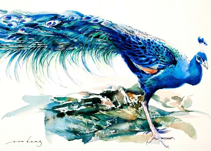 Peacock Splendour2