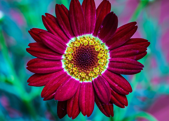 Magical flower