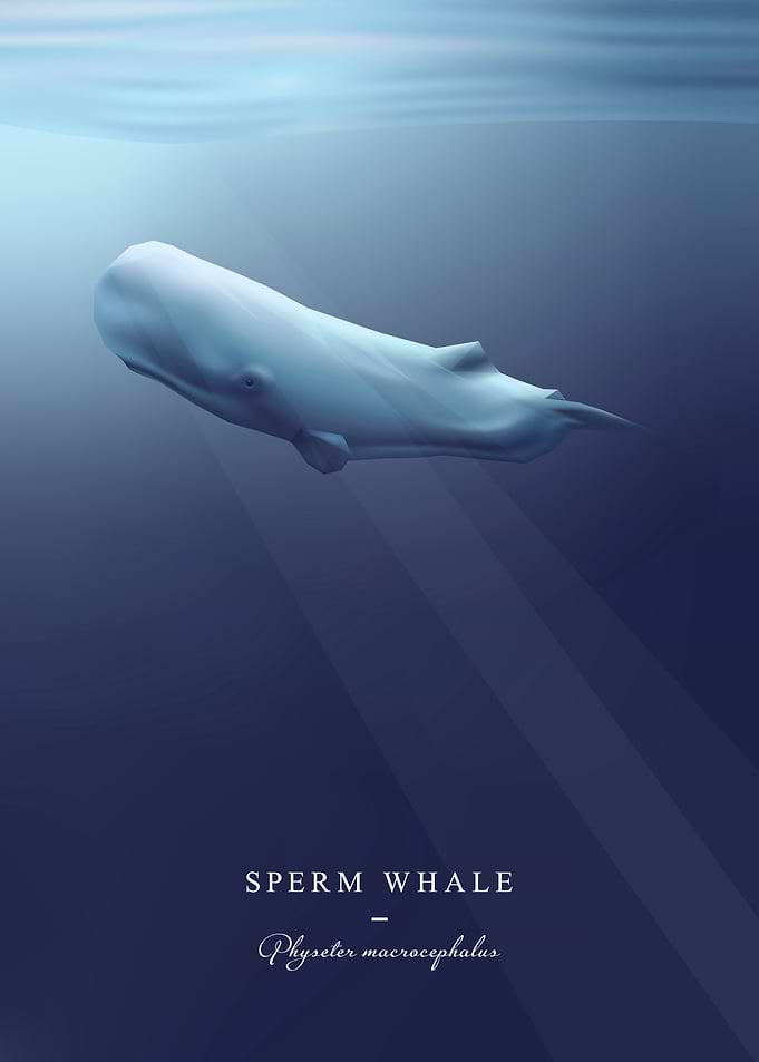 Sperm Whale