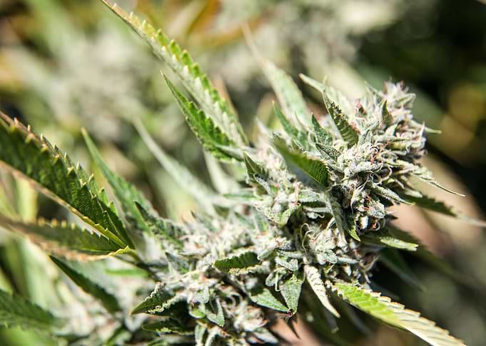 Cannabis flower Cannabis
