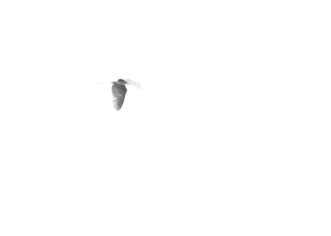 Heron in Flight III