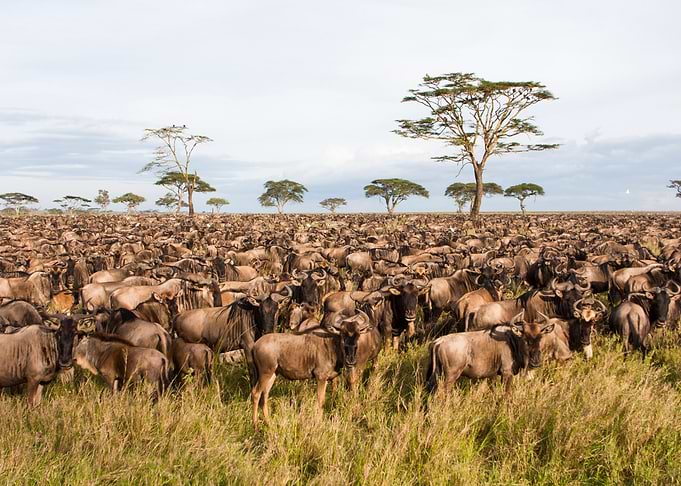 Annual migration