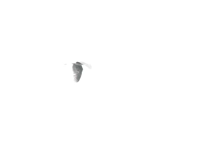 Heron in Flight I
