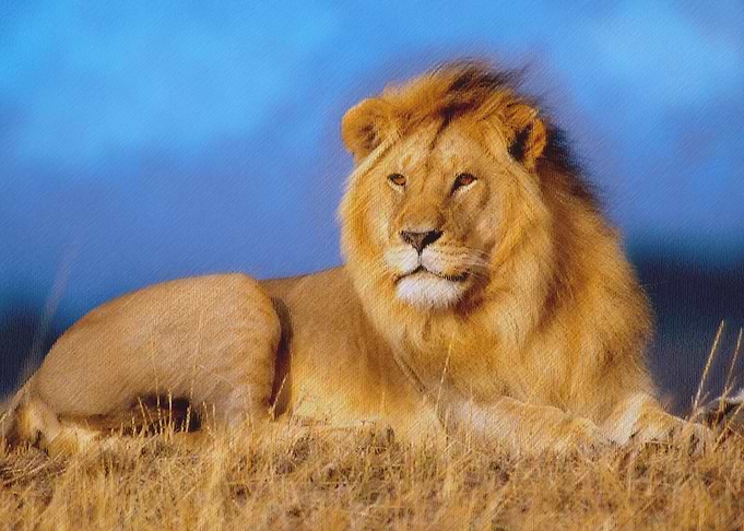 Lion 1