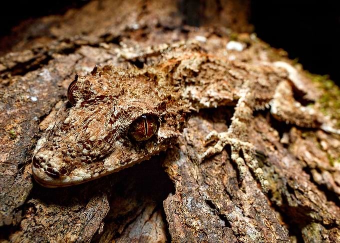 Glare (Leaf tailed gecko)