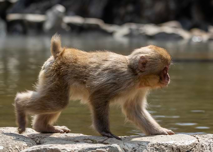 Snow Monkey Baby