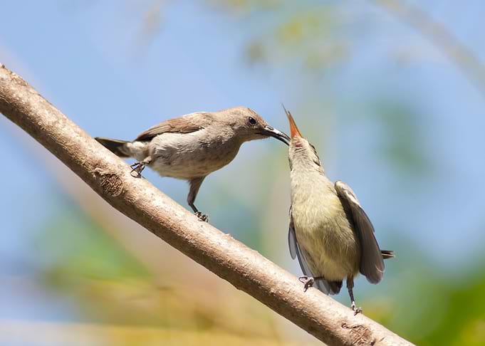 Female Palestine Sunbird
