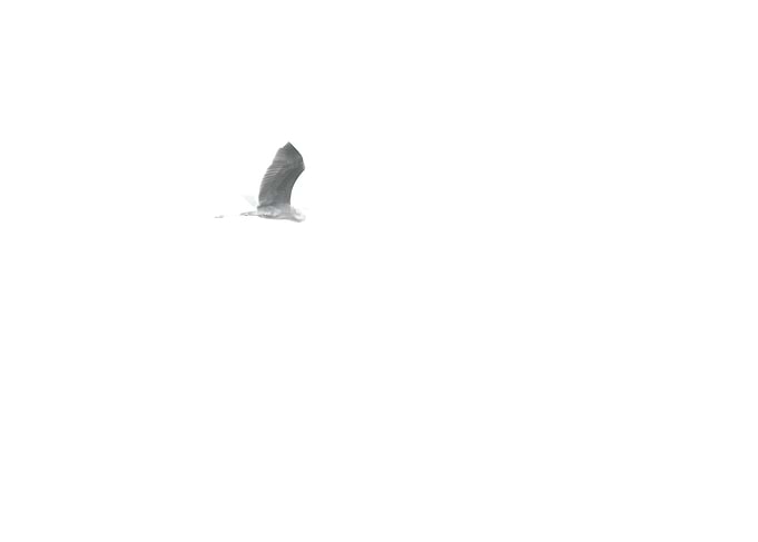 Heron in Flight II
