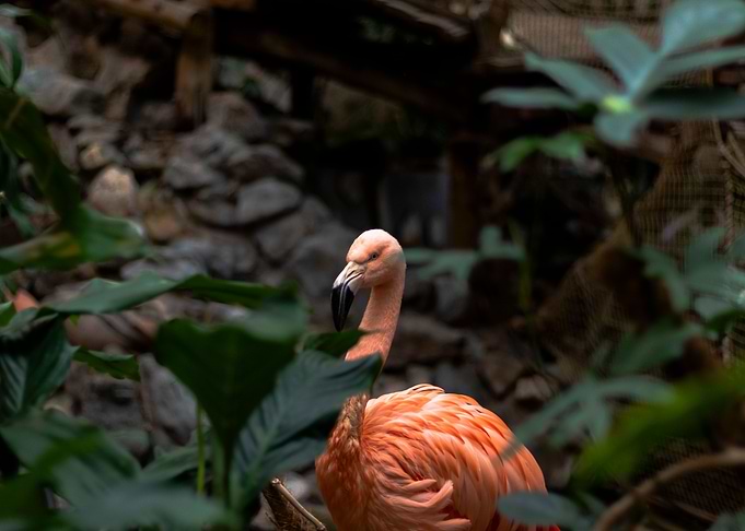 Mysterious flamingo