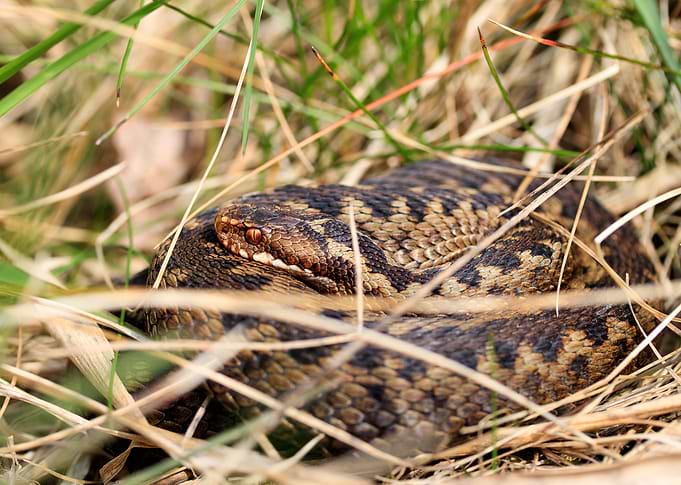 Undisturbed (Common adder)