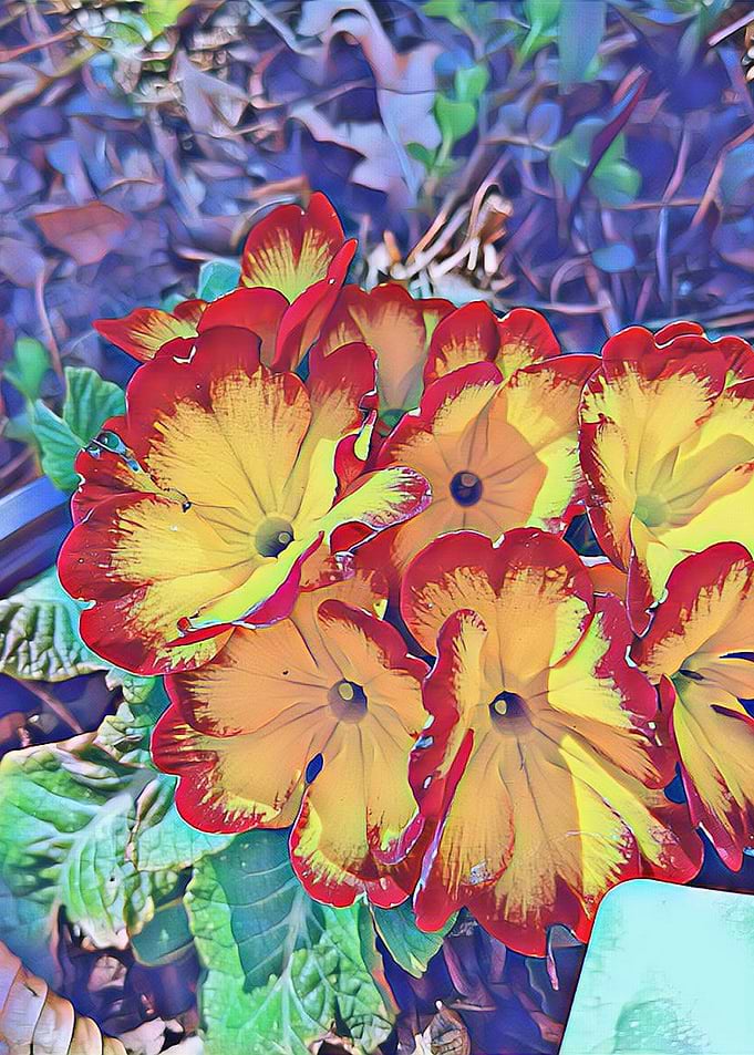 primrose
