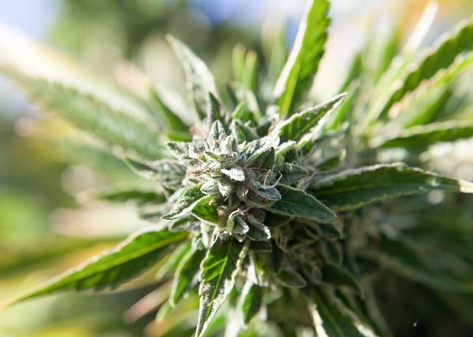 Cannabis flower