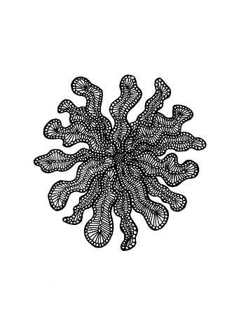Sea Creature
