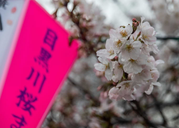 Sakura Japan