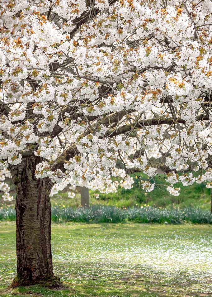 Cherry Blossom Tree