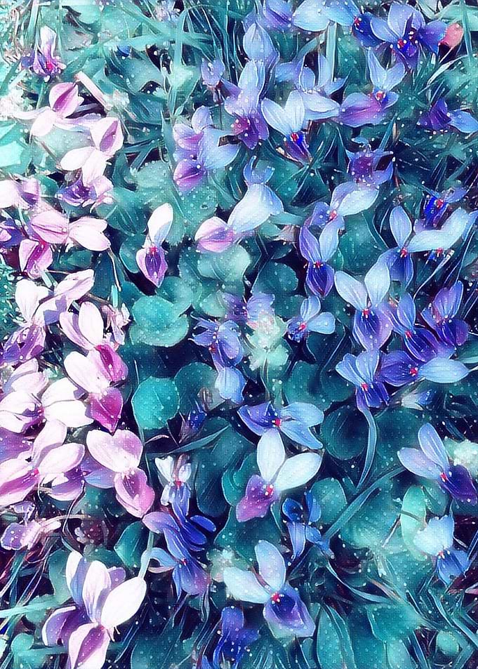 violets
