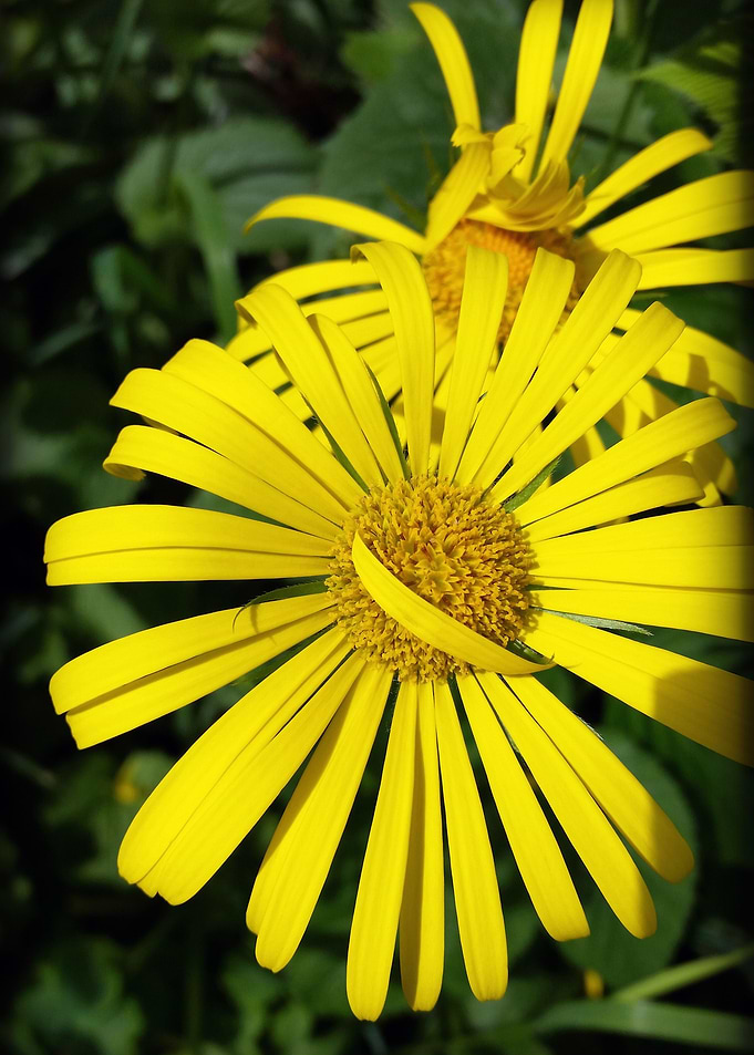 rebel petals