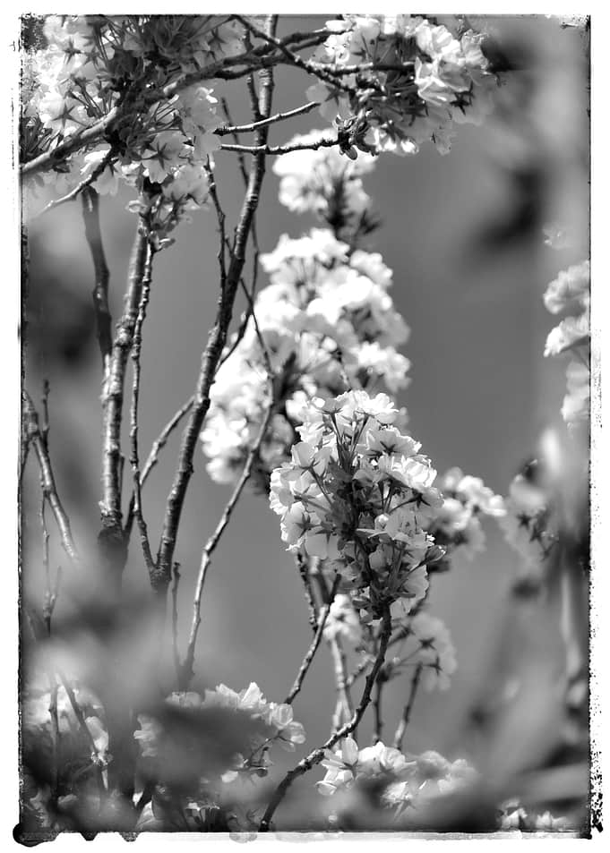 Blossoms BW